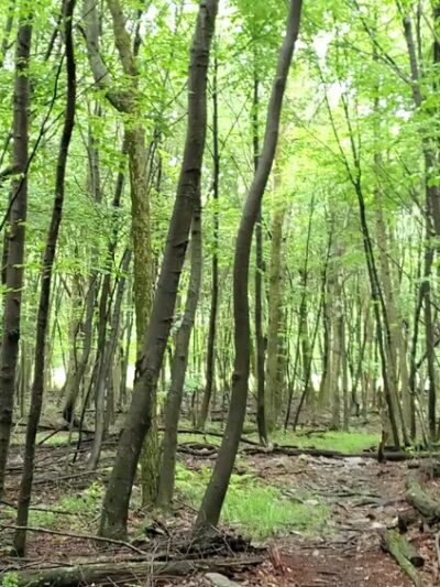 Musser Gap Trail Parking Area - State College, PA