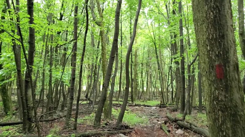 Musser Gap Trail Parking Area - State College, PA