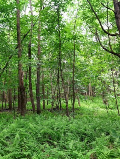 Musser Gap Trail Parking Area - State College, PA