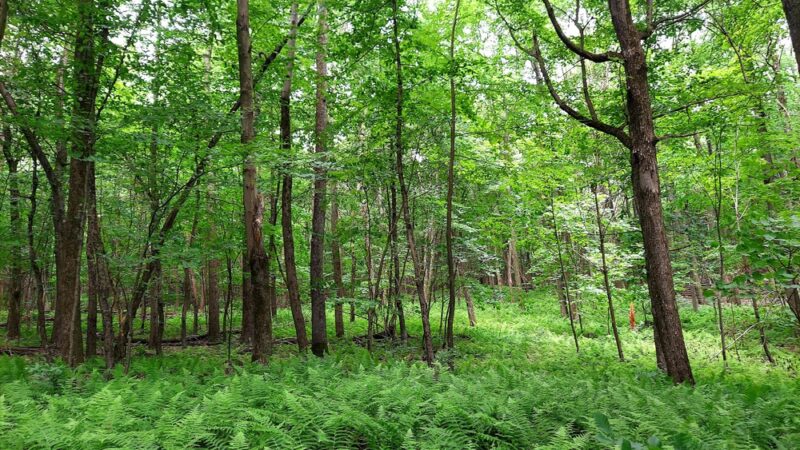 Musser Gap Trail Parking Area - State College, PA