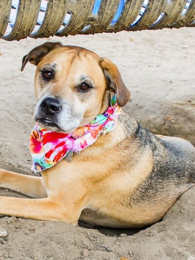 Statesboro City Dog Park - Statesboro, GA