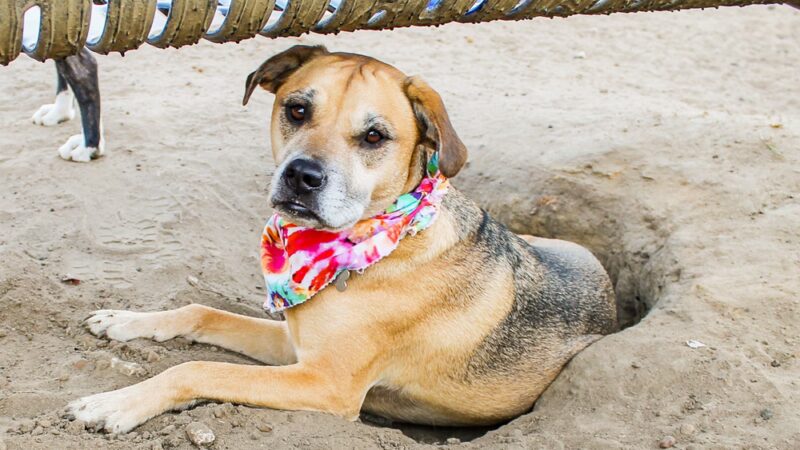Statesboro City Dog Park - Statesboro, GA