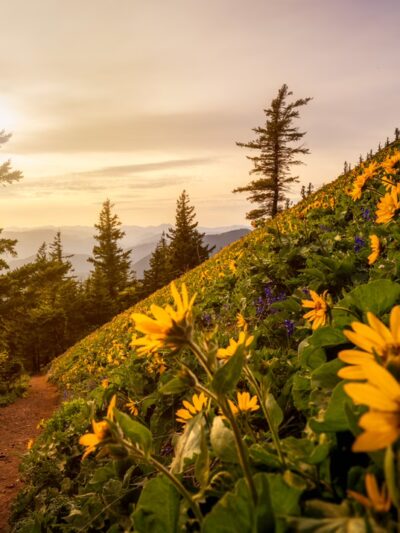 Dog Mountain Lookout - Stevenson, WA