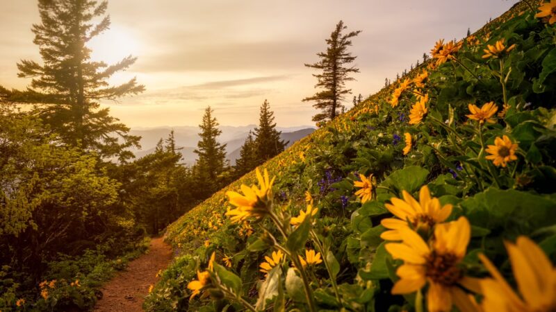 Dog Mountain Lookout - Stevenson, WA