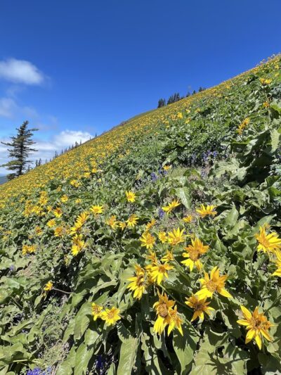 Dog Mountain Lookout - Stevenson, WA