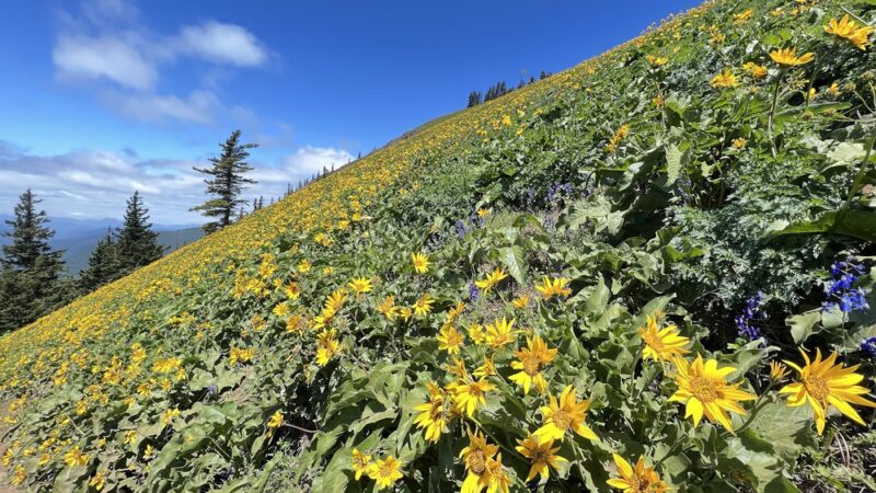 Dog Mountain Lookout - Stevenson, WA