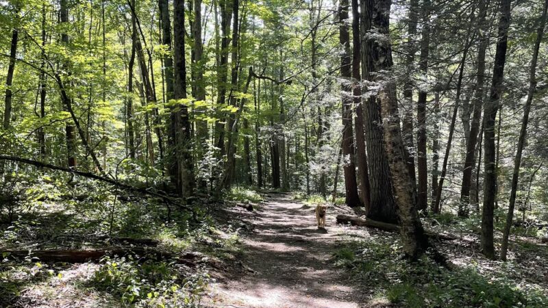 Gould Meadows - Stockbridge, MA