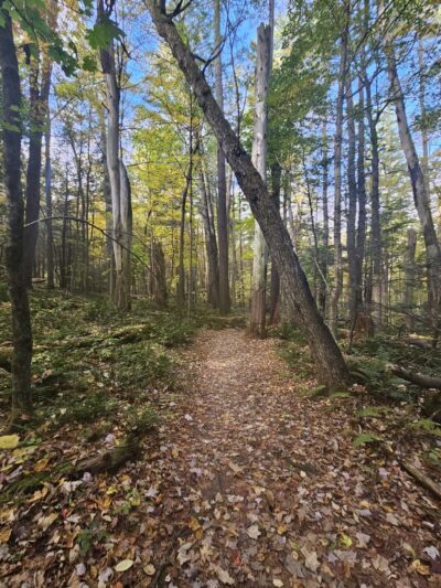 Ice Glen Trail - Stockbridge, MA