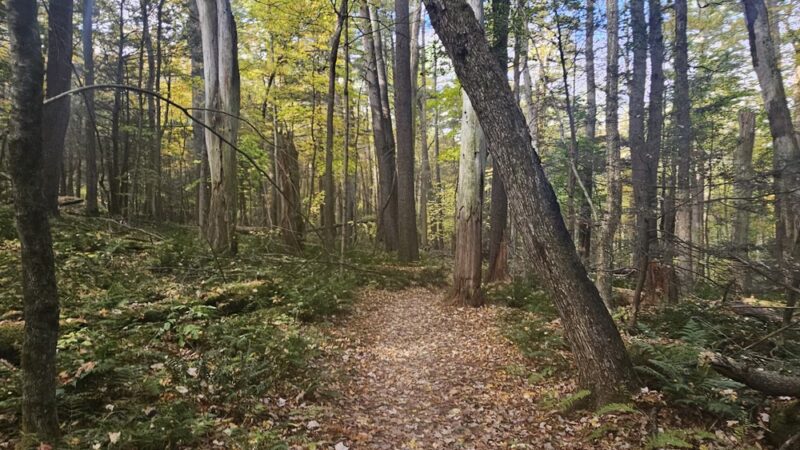 Ice Glen Trail - Stockbridge, MA