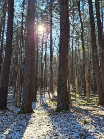 Lower Bowker's Woods - Stockbridge, MA
