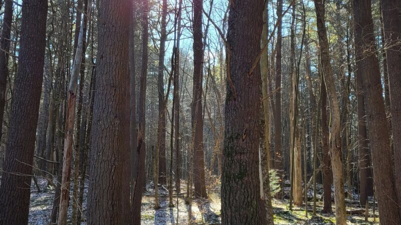 Lower Bowker's Woods - Stockbridge, MA