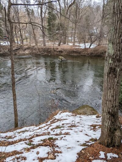 Mary V. Flynn Trail - Stockbridge, MA