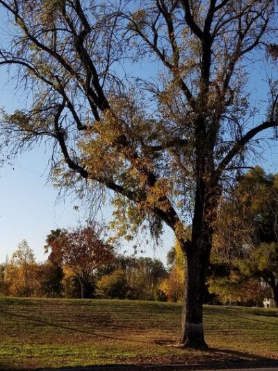 American Legion Park - Stockton, CA