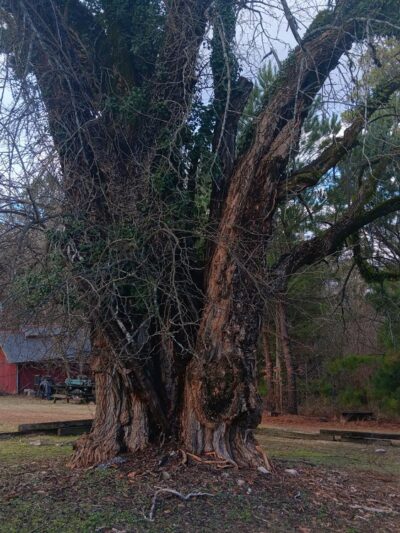 Nature Trail Parking Lot - Stone Mountain, GA