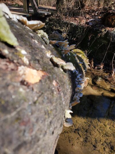 Nature Trail Parking Lot - Stone Mountain, GA