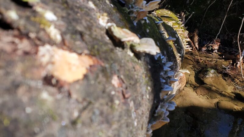 Nature Trail Parking Lot - Stone Mountain, GA