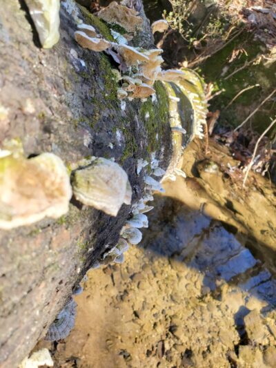 Nature Trail Parking Lot - Stone Mountain, GA