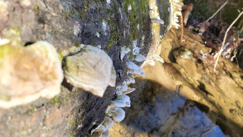 Nature Trail Parking Lot - Stone Mountain, GA