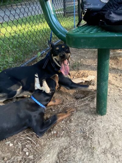 Rockbridge Dog Park - Stone Mountain, GA