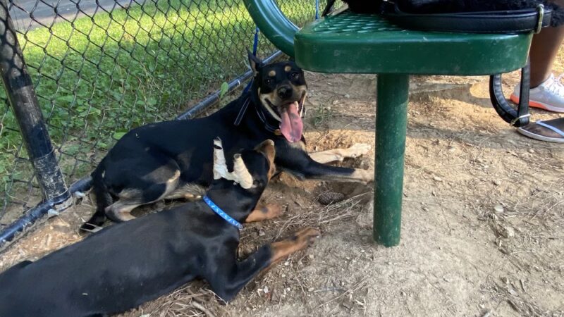 Rockbridge Dog Park - Stone Mountain, GA