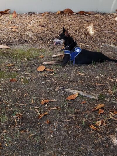 Rockbridge Dog Park - Stone Mountain, GA