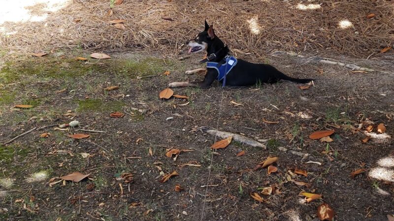 Rockbridge Dog Park - Stone Mountain, GA