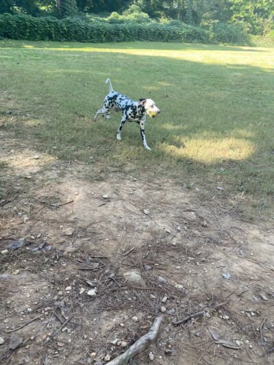 Rockbridge Dog Park - Stone Mountain, GA