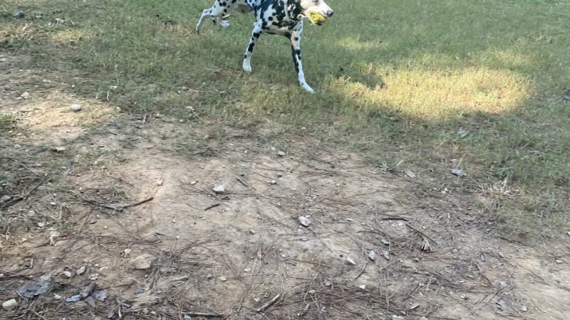 Rockbridge Dog Park - Stone Mountain, GA