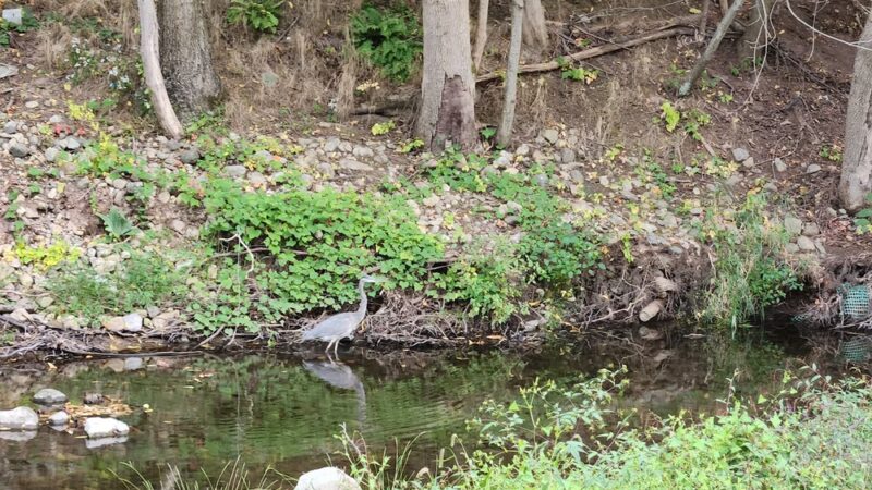 Charles Eccher Park - Stony Point, NY