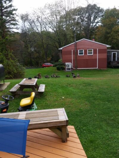 Lee Town Recreation Park - Stormville, NY