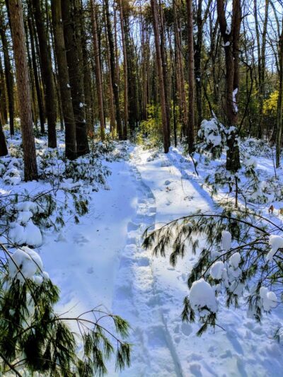 Marlborough-Sudbury State Forest - Stow, MA