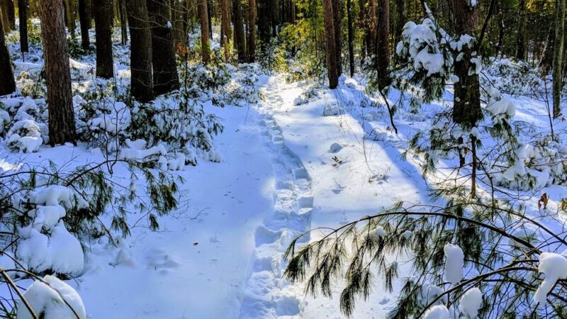 Marlborough-Sudbury State Forest - Stow, MA