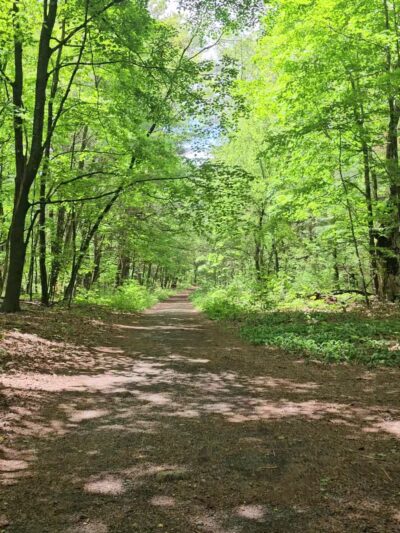 Marlborough-Sudbury State Forest - Stow, MA