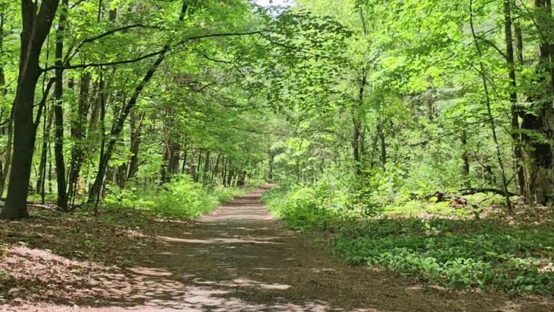 Marlborough-Sudbury State Forest - Stow, MA