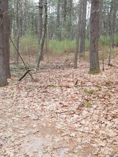 Marlborough-Sudbury State Forest - Stow, MA