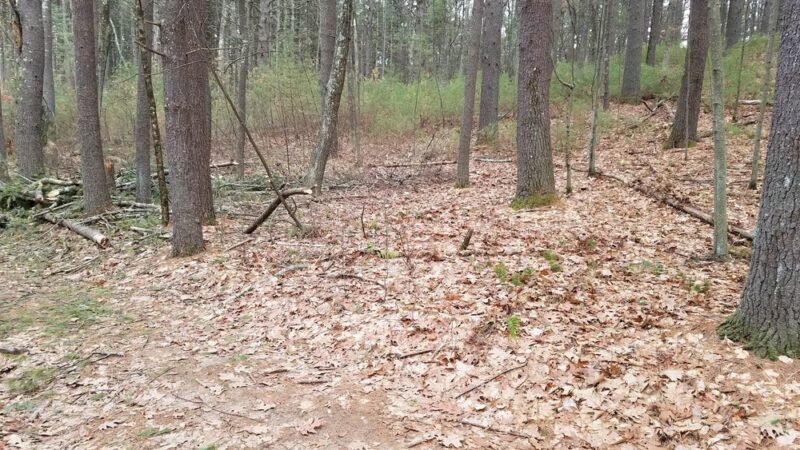 Marlborough-Sudbury State Forest - Stow, MA