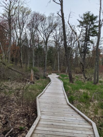 Marlborough-Sudbury State Forest - Stow, MA