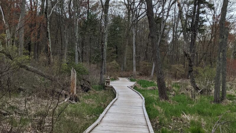 Marlborough-Sudbury State Forest - Stow, MA
