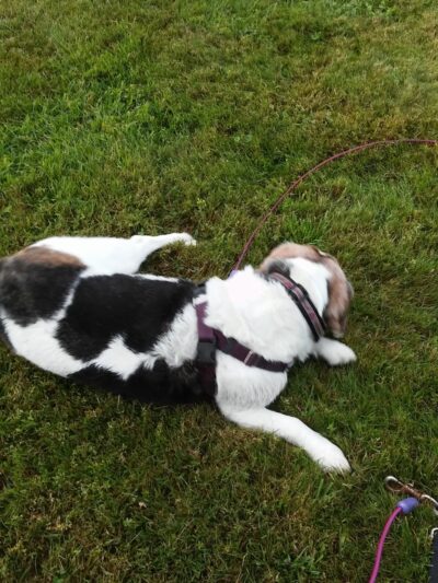 Moscow Recreation Park - Stowe, VT