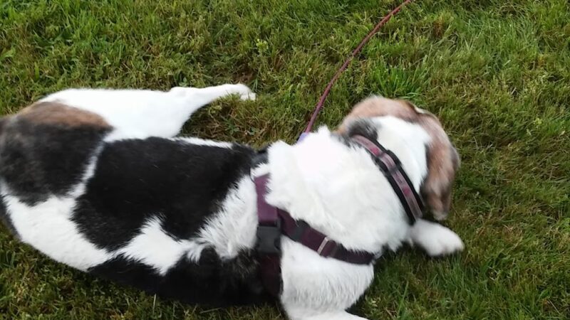 Moscow Recreation Park - Stowe, VT