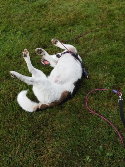 Moscow Recreation Park - Stowe, VT