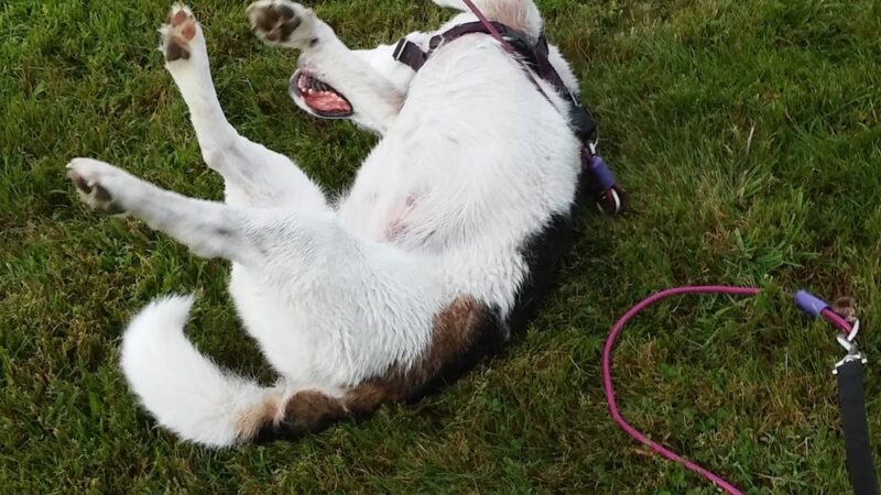 Moscow Recreation Park - Stowe, VT