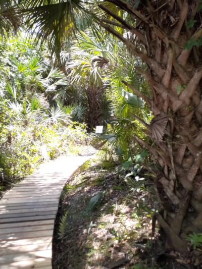 Halpatiokee MTB Trail - Stuart, FL