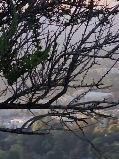 Fryman Canyon Park - Studio City, CA