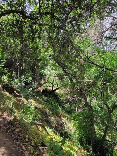 Fryman Canyon Park - Studio City, CA