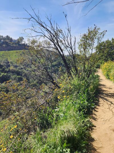 Fryman Canyon Park - Studio City, CA