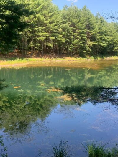 Arbutus Park Trail - Sturbridge, MA