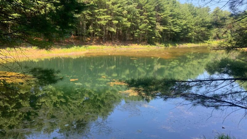 Arbutus Park Trail - Sturbridge, MA