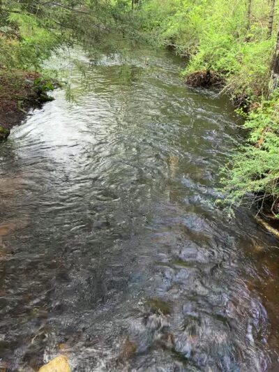 Arbutus Park Trail - Sturbridge, MA