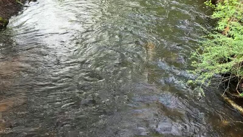 Arbutus Park Trail - Sturbridge, MA